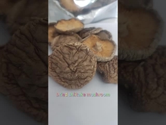 Cogumelos de Shiitake secos e planos ricos em proteínas