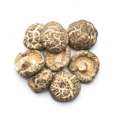 Cogumelos de Shiitake Plano Seco Versátil para cozinhar